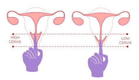 uterus stretching porn|uterus videos .